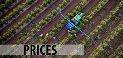 Analysis of the Situation of Olive Oil Prices in Spain: Causes, Solutions and Forecasts